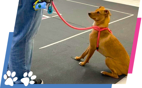 dog training session