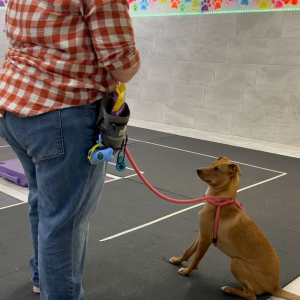 Is It Worth Paying a Dog Trainer_ - 1.png