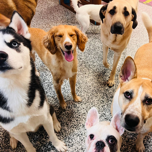 dogs standing together in play area