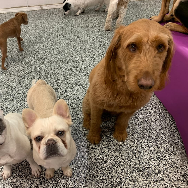 dogs calm in daycare
