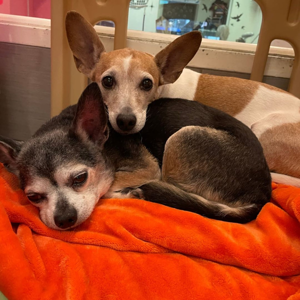 two cuddling dogs on blanket