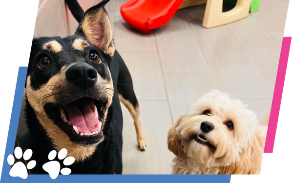 Dog Daycare Image 4.png