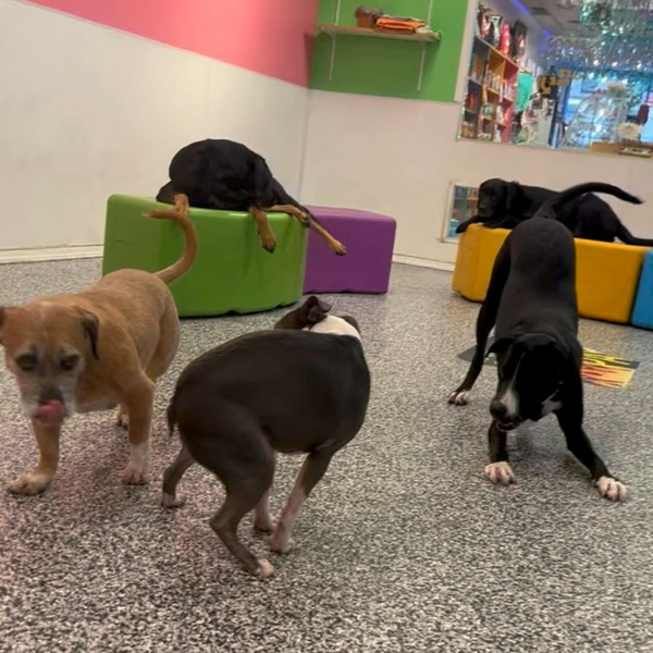 dogs standing together in play area
