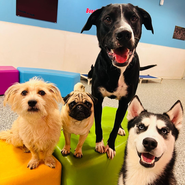 What age is too late to train a dog1.jpg