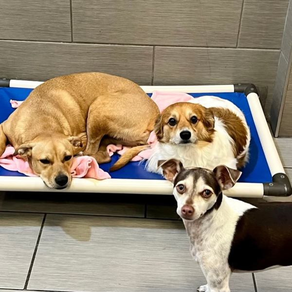 Three small dogs share a cozy moment together on a raised dog bed.