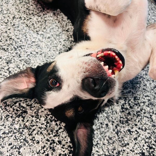 happy dog lying on back