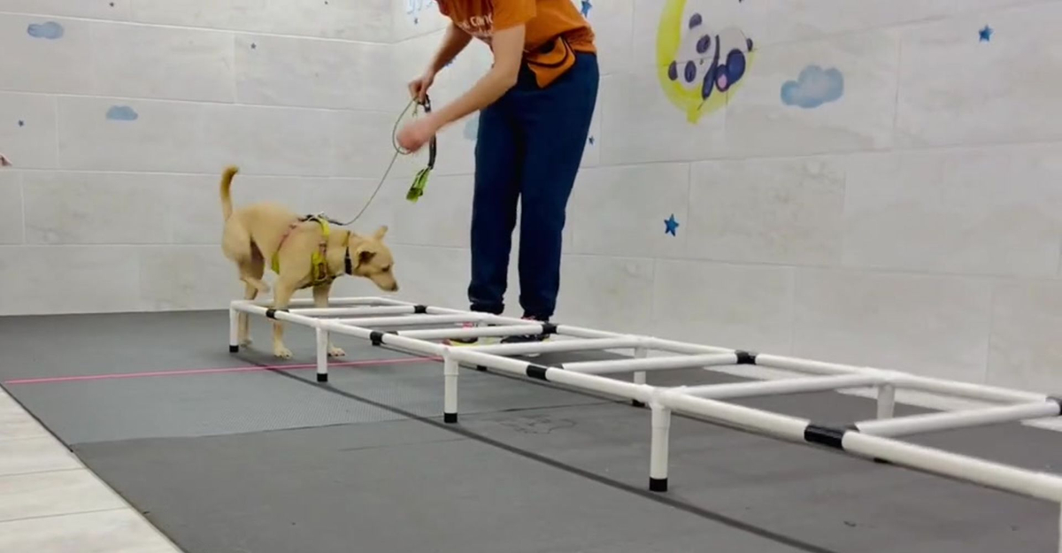 Is It Worth Paying a Dog Trainer - hero.jpg