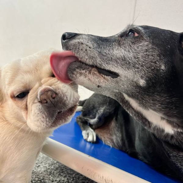 dog licking other dog's head