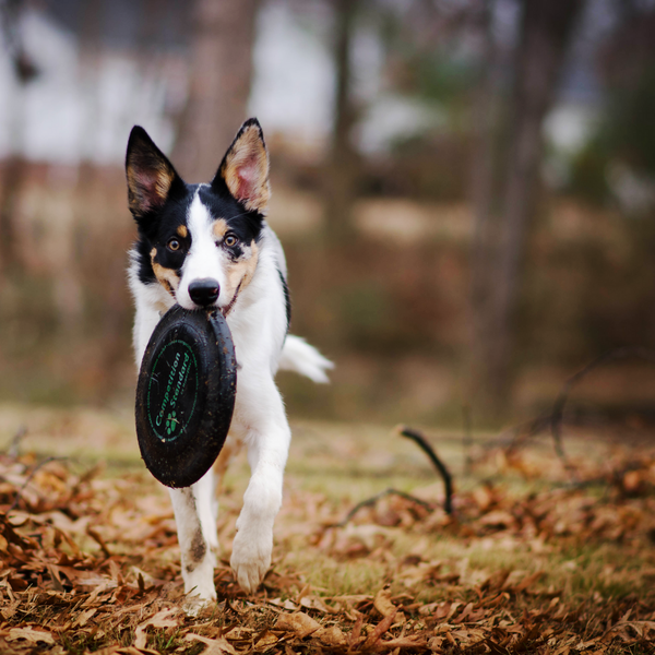 How Much is Basic Training For a Dog_ - 4.png