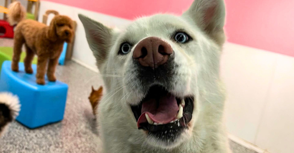 Hero Why Choosing a Quality Boarding Facility Matters for Your Pet.jpg