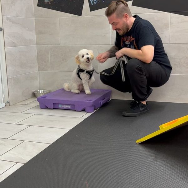 dog training session