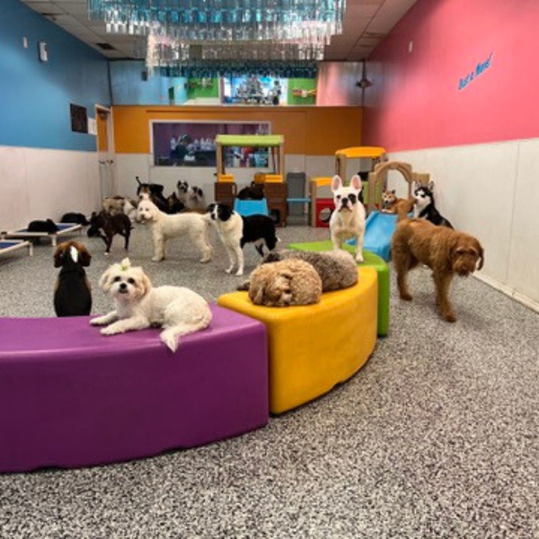 dog lounging in doggy room