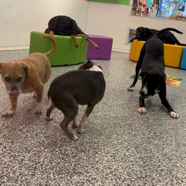 A group of diverse dogs interacts safely in a supervised indoor play zone.