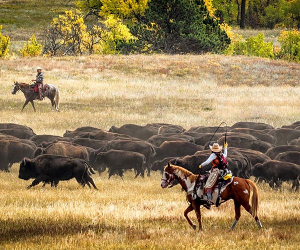 buffaloes in custer national park