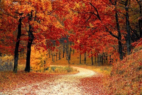 trees turning orange in autumn