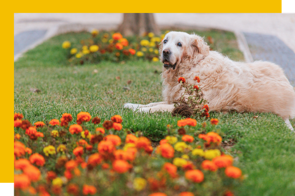 nice fall flower beds with dog next to them