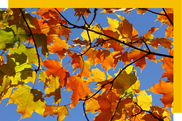 leaves changing colors