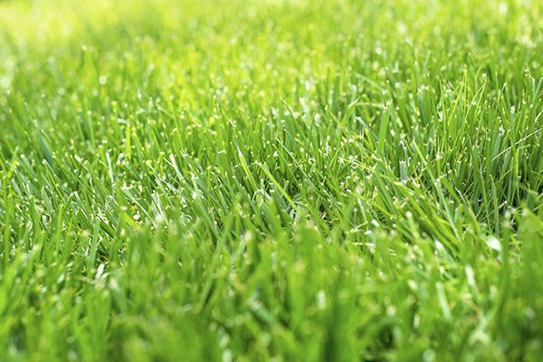 grass
