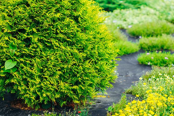 green shrub