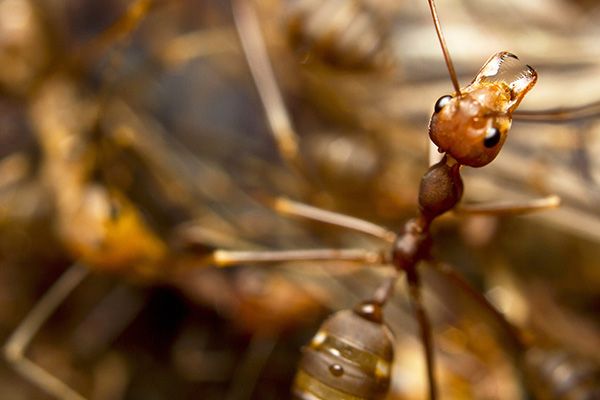 ant