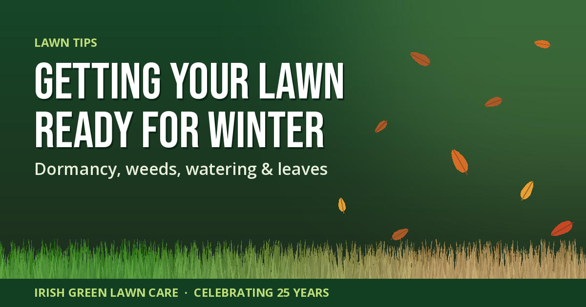 Getting your lawn ready for winter: Bermuda grass turning from green to dormant tan with falling leaves