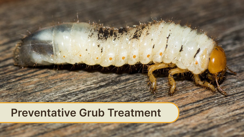 Preventative Grub Treatment 2025.png