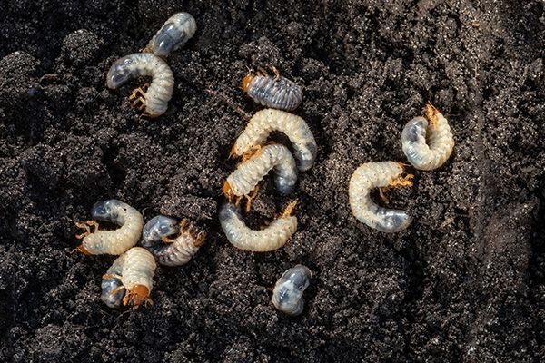 grubs in dirt
