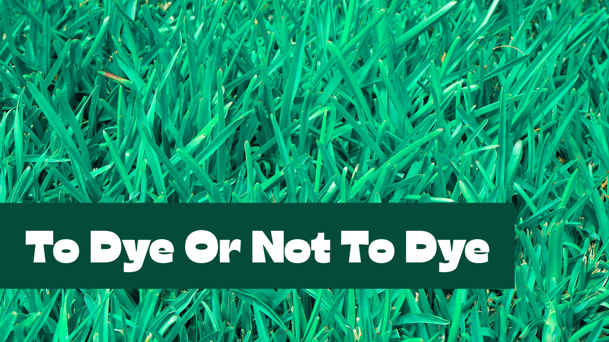 To Dye Or Not To Dye 2026.png