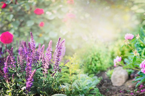 flowers, lavender, light bloom