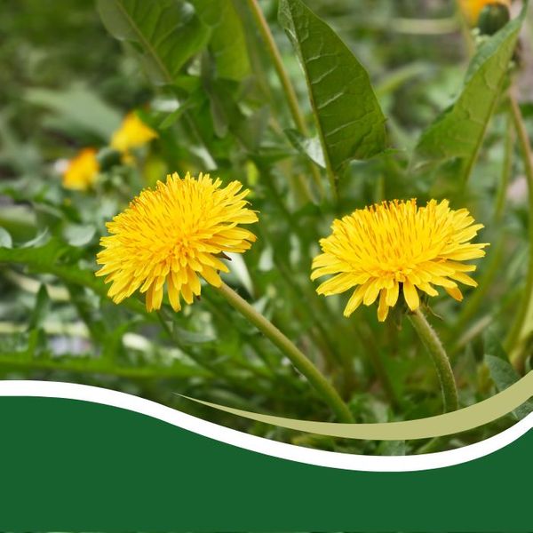 dandelion weeds