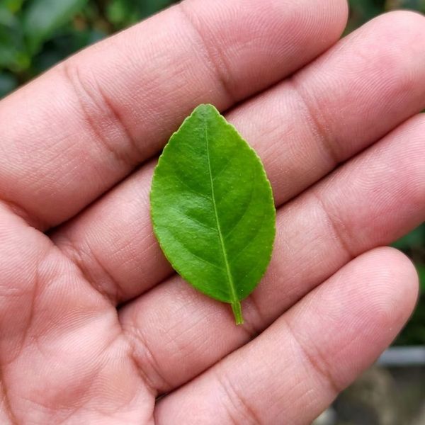 A detailed close-up of a hand gently holding a single, vibrant green leaf.