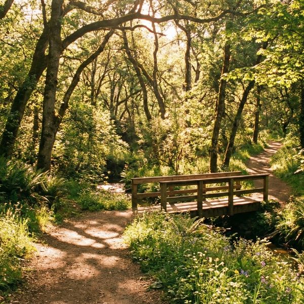 A winding, sun-dappled path through a natural landscape
