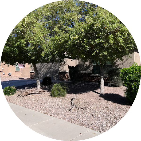 Trees-1.png