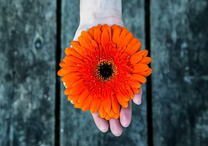 orange flower in hand