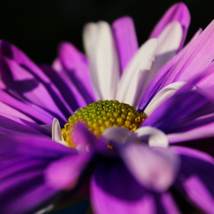 a bright, vivid purple flower