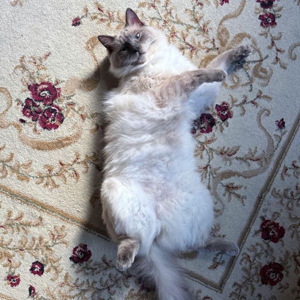Cat on carpet. Cat on carpet.