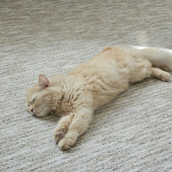 Cat laying on a carpet