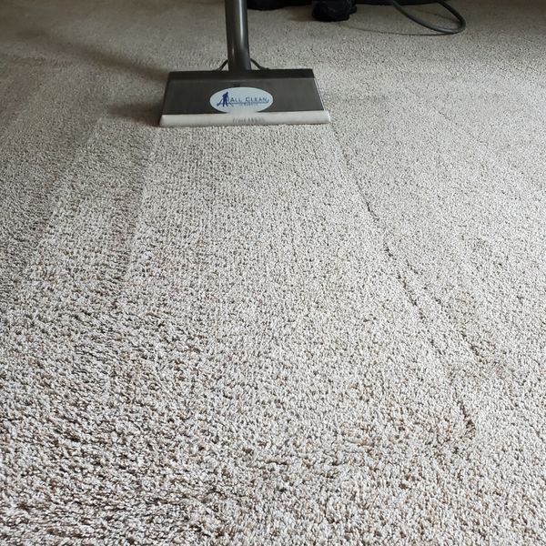 Clean uniform lines left in carpet after professional steam extraction.