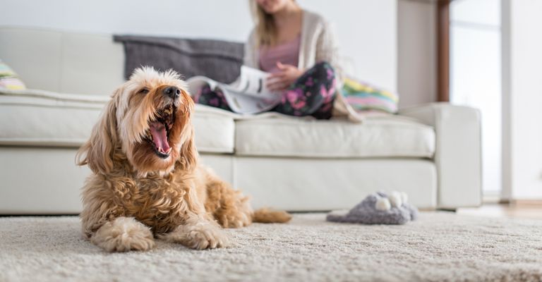 Dog laying down on a white carpet