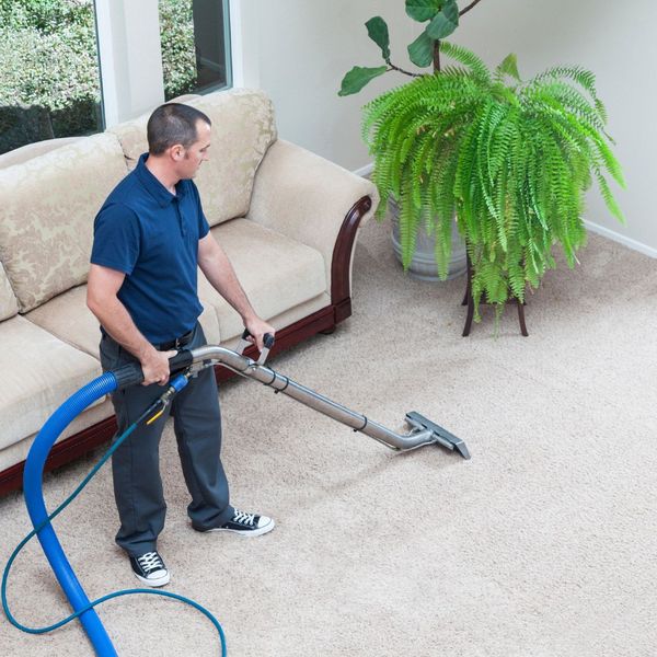 Male professional carpet cleaner cleaning carpet in a home. 