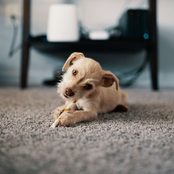 puppy chewing on treat on carpet