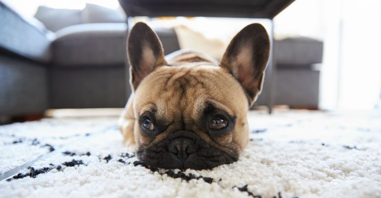 M33824 - Blitz - 4 Reasons All Pet Owners Should Use Professional Carpet Cleaners Feat img.jpg