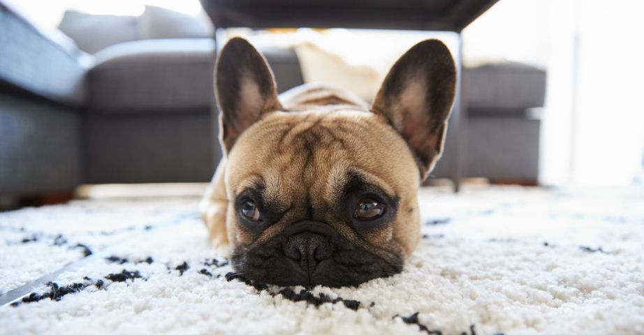 M33824 - Blitz - 4 Reasons All Pet Owners Should Use Professional Carpet Cleaners Feat img.jpg