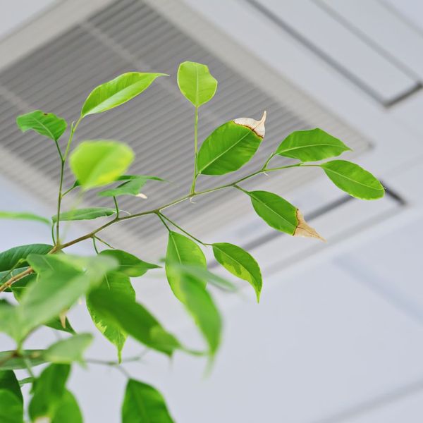 showing a plant near a ceiling air filter vent