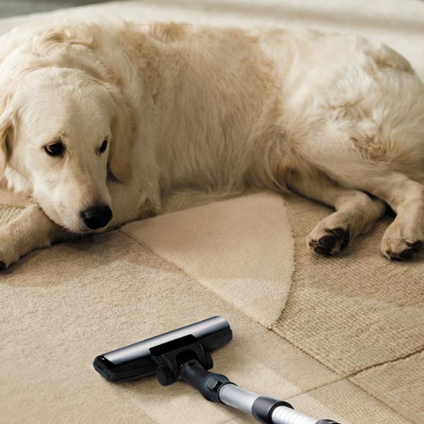 Image of a dog on clean carpet