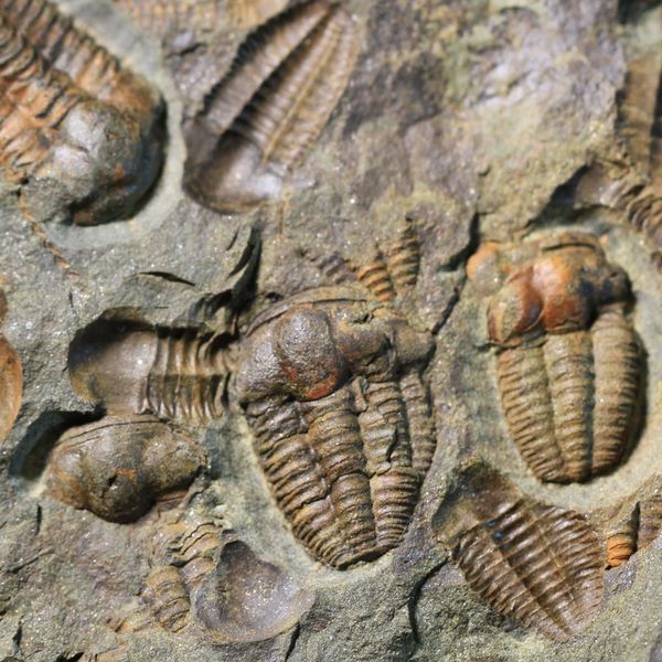 fossilized arthropods
