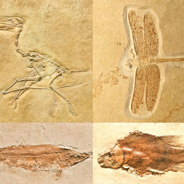 various fossilized organisms