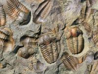 fossils