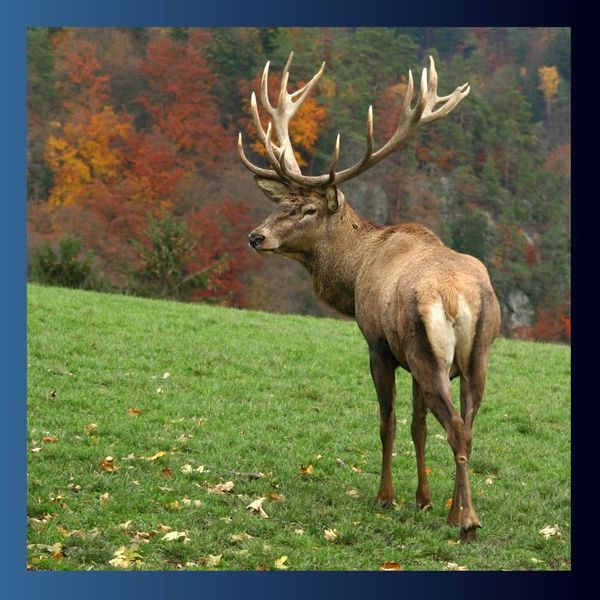 a buck walking into the woods Revolutionize Your Hunting Experience (3).jpg