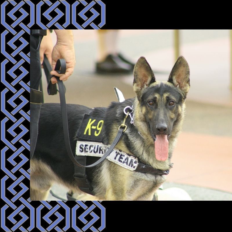 K9 Services.jpg
